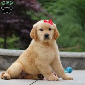 Olivia, Golden Retriever Puppy